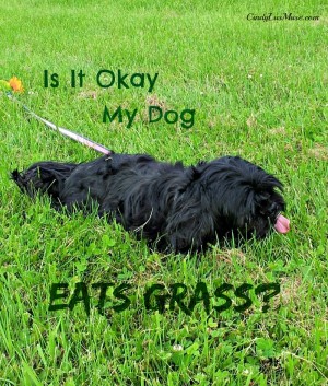 Is It Okay If My Dog Eats Grass - CindyLusMuse